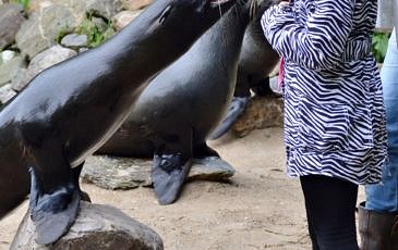 Dolfijnen voeden in Aqua Zoo