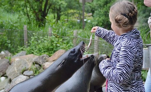 Dolfijnen voeden in Aqua Zoo