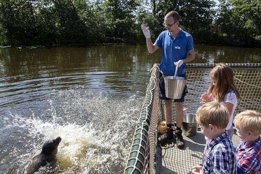 Zeehonden voeden in Aqua Zoo