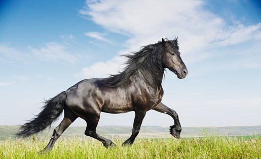 Het Friese paard