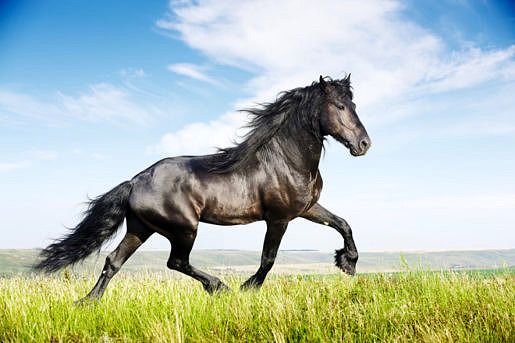 Het Friese paard