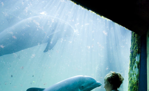 Dolfijnen in aquarium in Dolfinarium Harderwijk