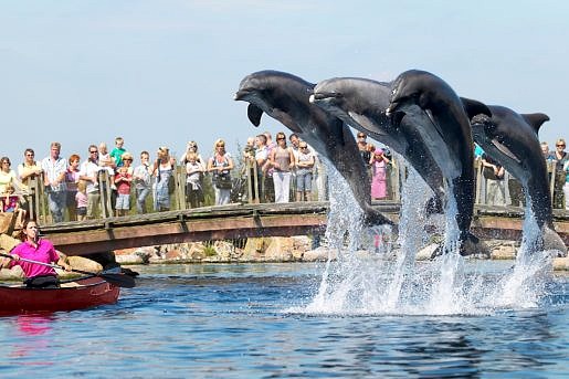 Springende Dolfijnen in Dolfinarium Harderwijk