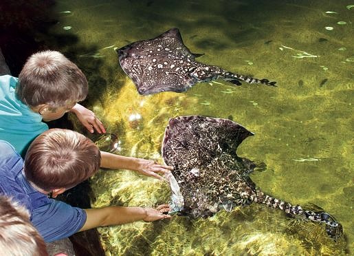 Kinderen aaien stekelroggen Dolfinarium Harderwijk