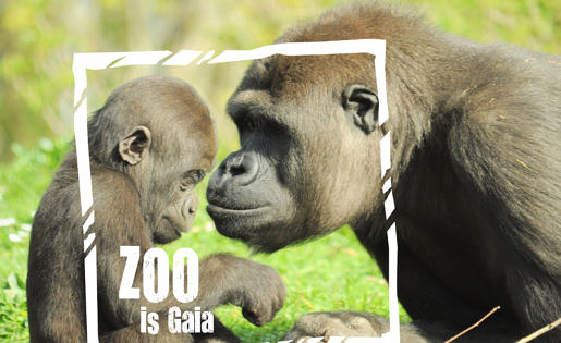 Gorilla's in de GaiaZOO