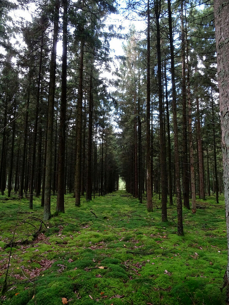 Foto's pieterpad (10)