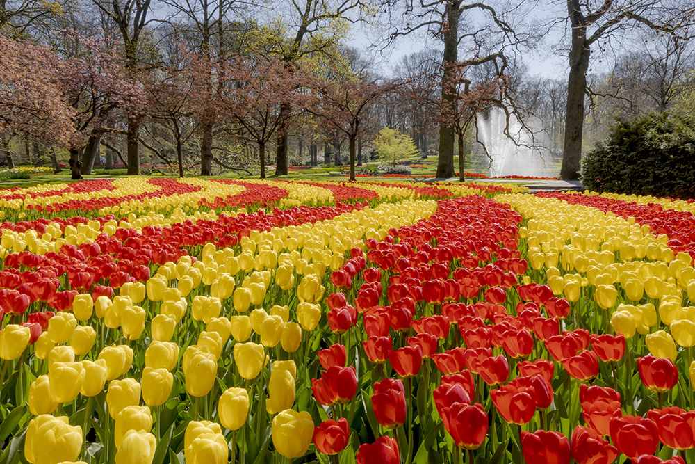 Photocredit: keukenhof / laurens lindhout