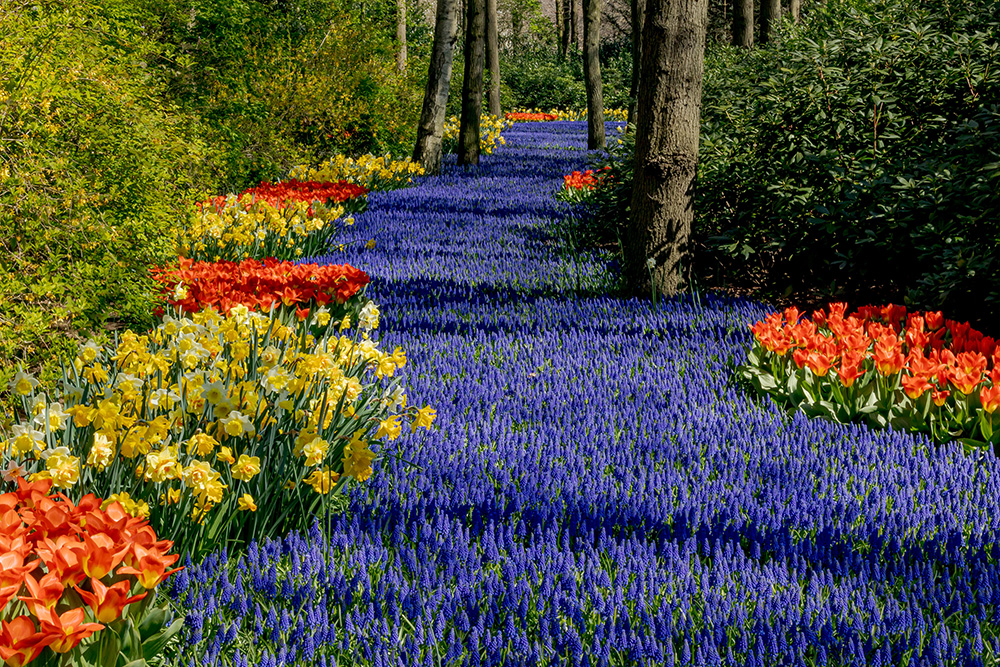 Photocredit: keukenhof / laurens lindhout