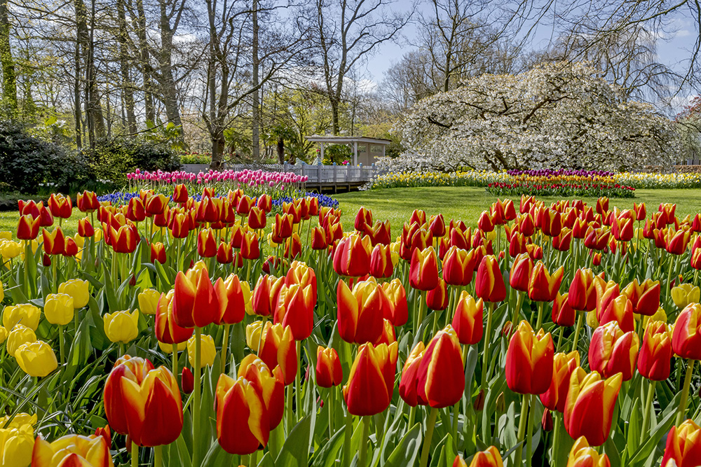 Photocredit: keukenhof / laurens lindhout